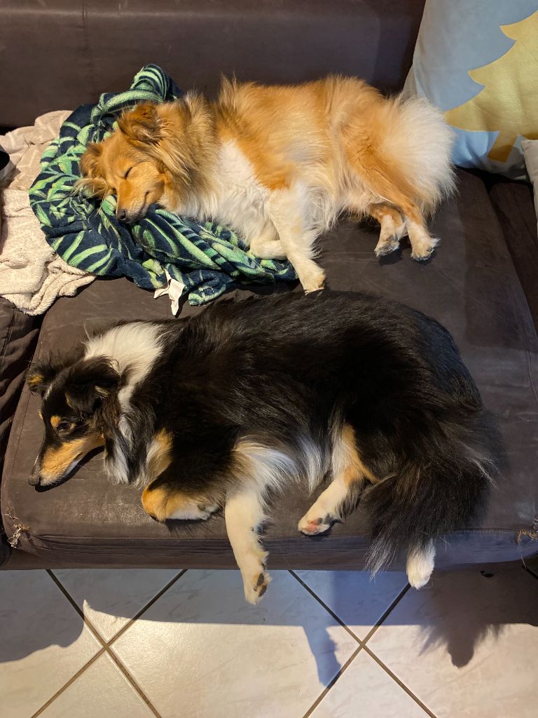 Des Shelties Des Hameaux - Repos bien mérité