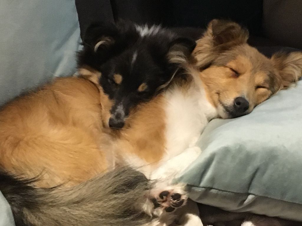 Des Shelties Des Hameaux - Bientôt de retour en EXPO !