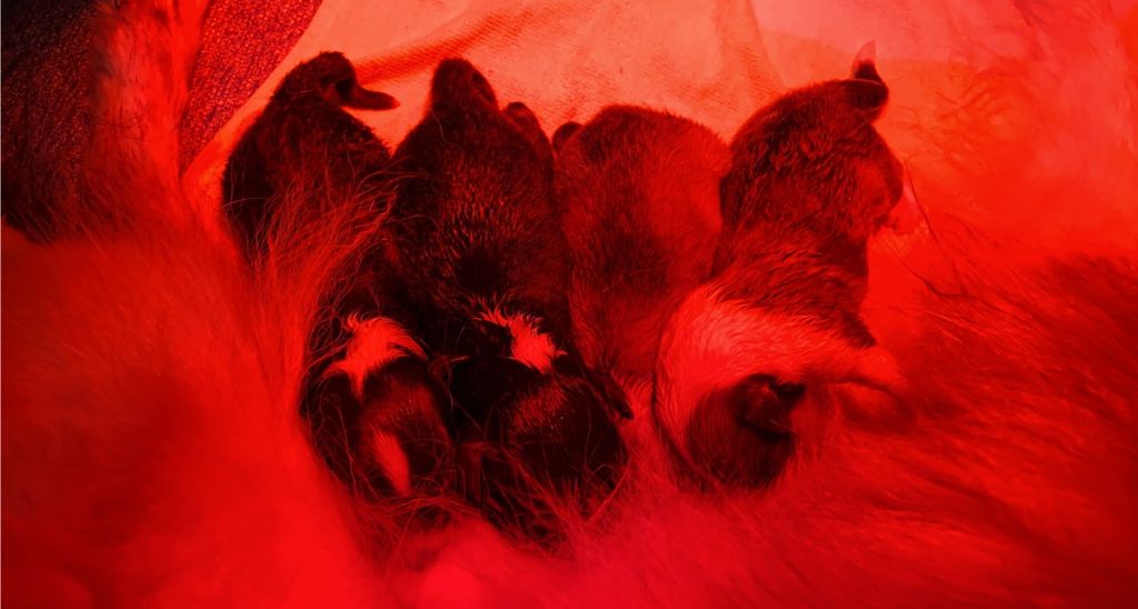 Des Shelties Des Hameaux - Premières naissance à l'élevage des Shelties des Hameaux