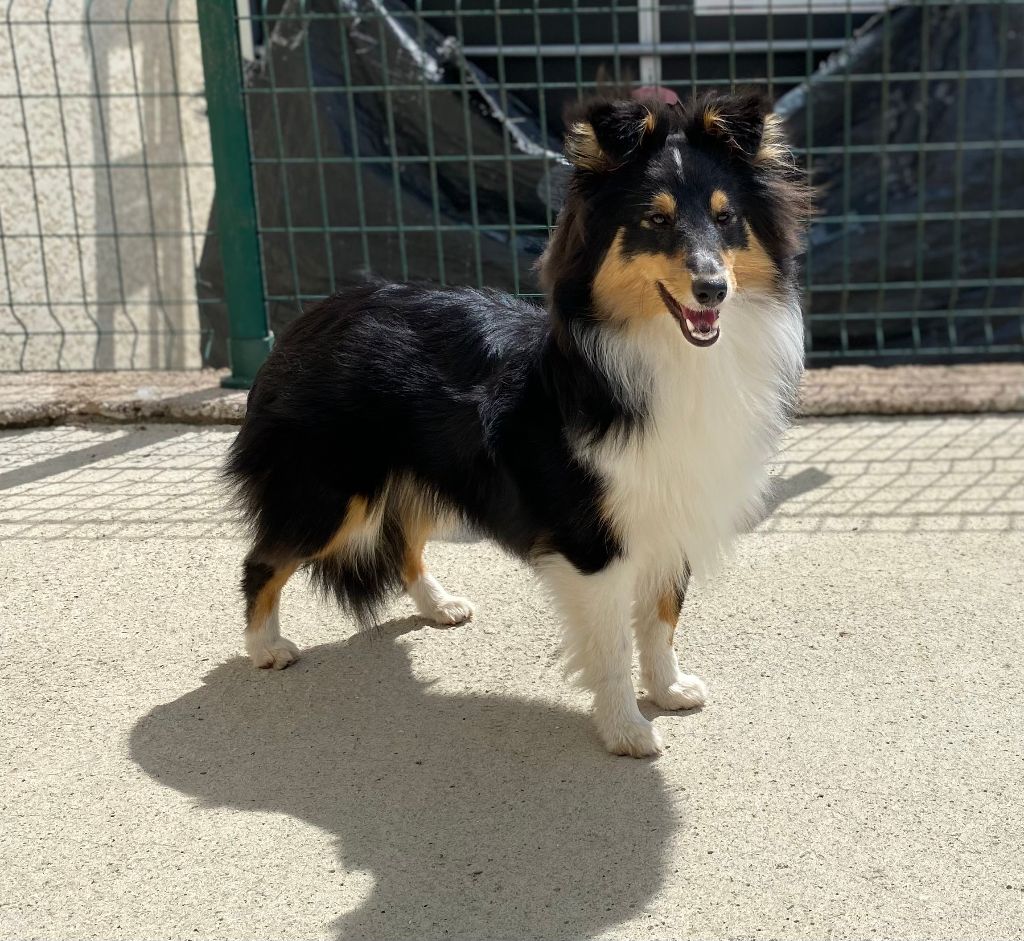 Teeny dream Des Shelties Des Hameaux