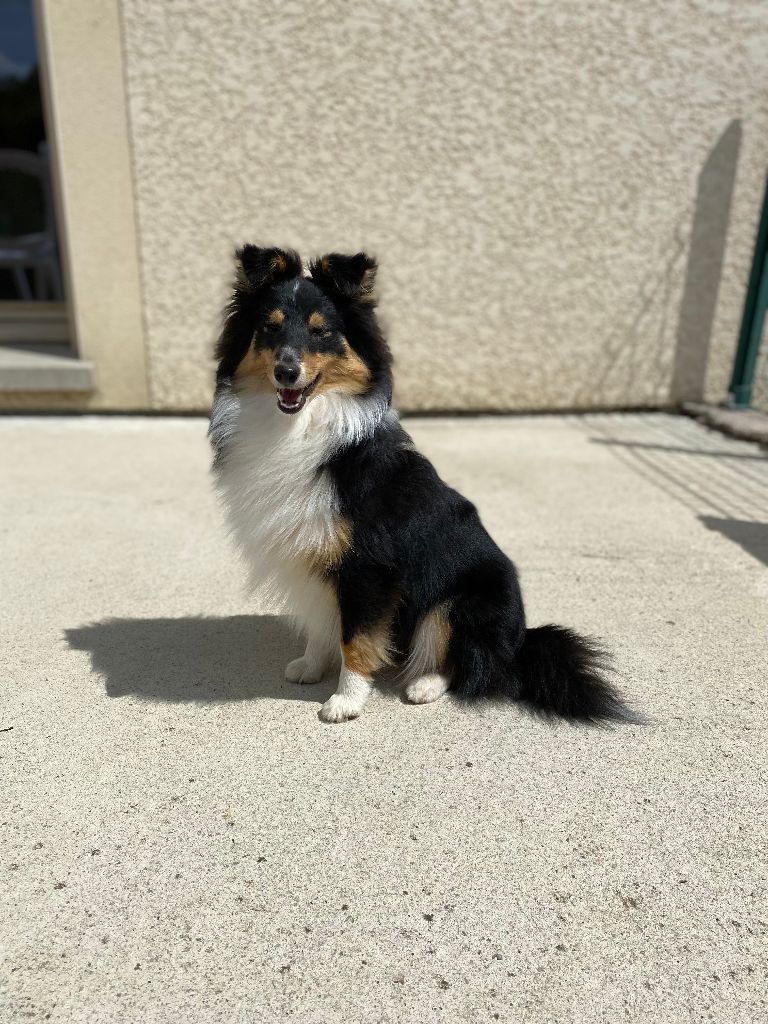 Teeny dream Des Shelties Des Hameaux