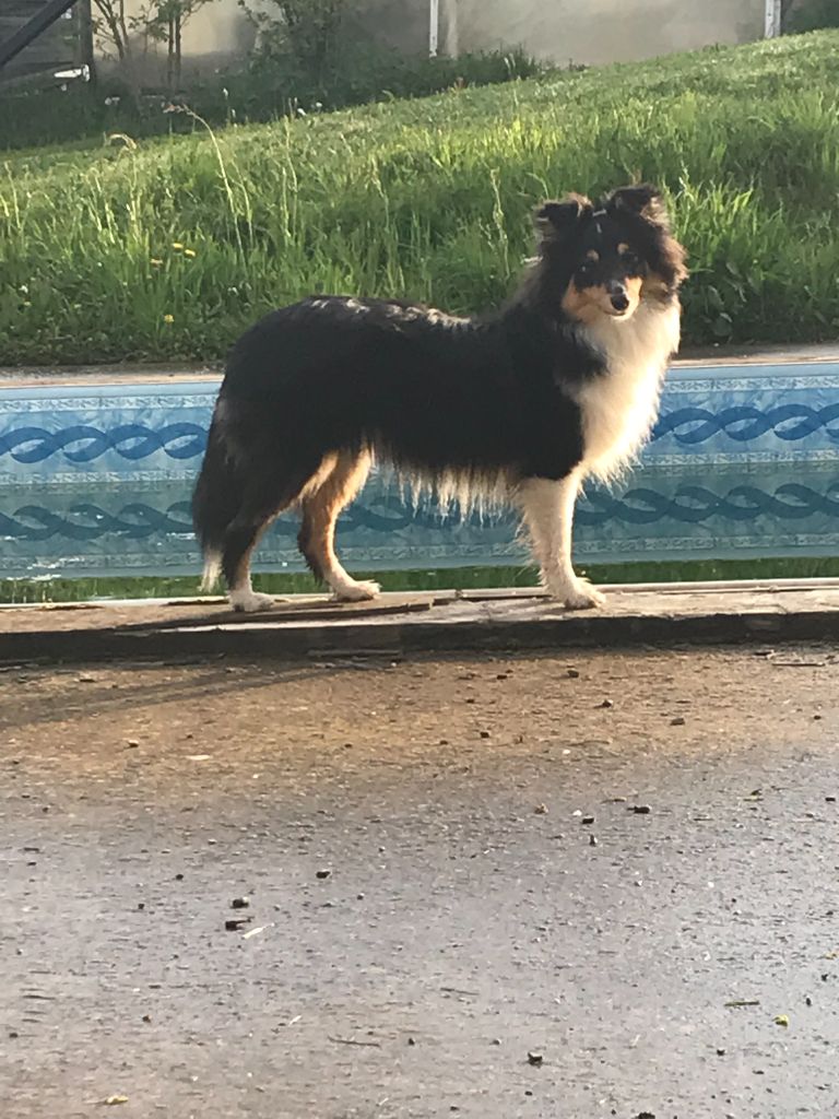 Teeny dream Des Shelties Des Hameaux