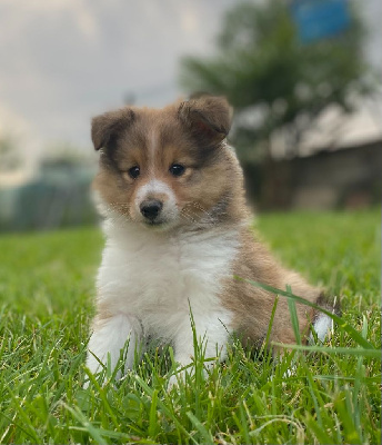 Des Shelties Des Hameaux - Shetland Sheepdog - Portée née le 05/05/2024