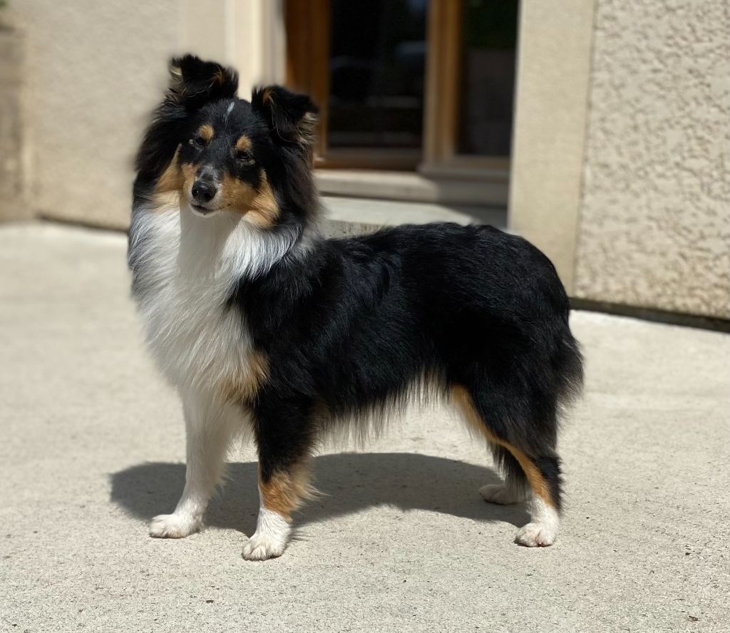 Teeny dream Des Shelties Des Hameaux