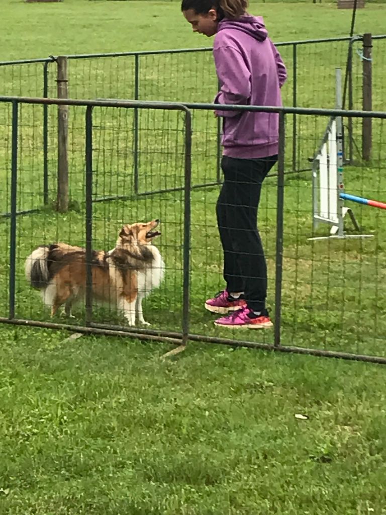 Des Shelties Des Hameaux - Prochain mariage printemps 2024