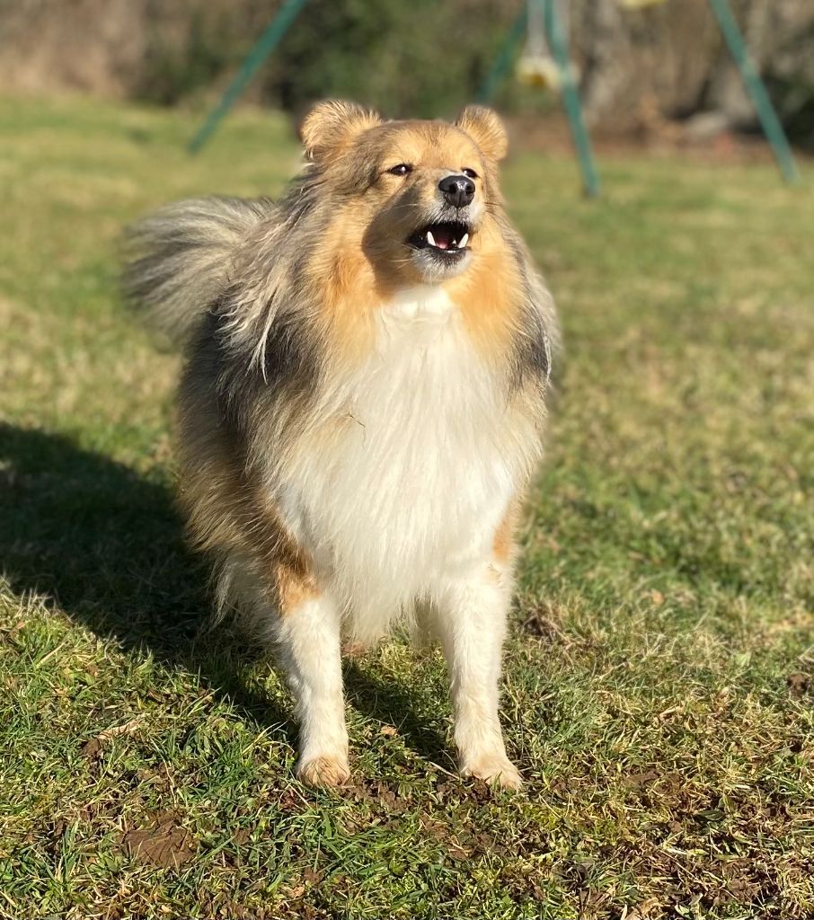 Des Shelties Des Hameaux - Joyeux Anniversaire Pesca