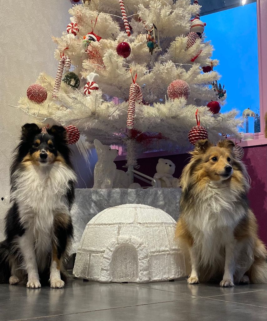 Des Shelties Des Hameaux - Joyeuses Fêtes !