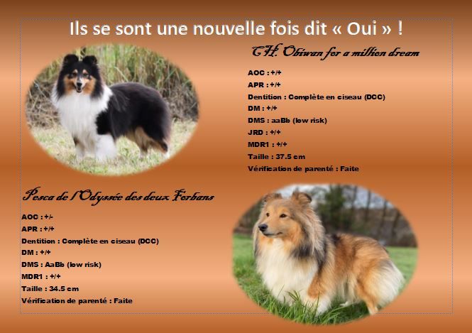 Des Shelties Des Hameaux - Pesca et Obiwan renouvellent leurs voeux